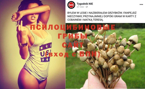 прущие грибы Армянск